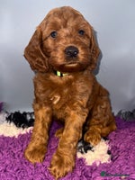 Cockapoo dogs Stunning F1 Cockapoo Puppies - Advert 1