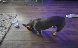 French Bulldog dogs for sale: 4yr old neutered pedigree male french bulldog - Advert 2