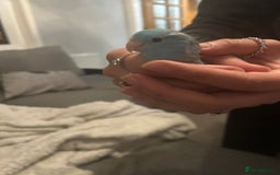 Budgerigars birds for sale: Cute and friendly Blue parrotlet for sale!!  - Image 3