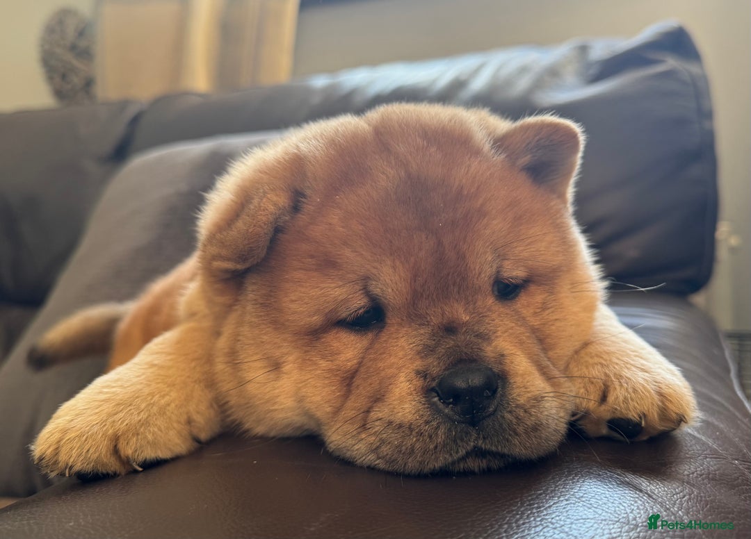 Chow Chow dogs for sale: Meet Buddy - stunning smooth - Advert 4