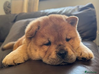 Chow Chow dogs Meet Buddy - the most stunning red smooth - Advert 1