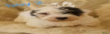 Boy 2