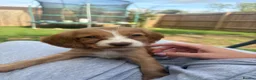 Cocker Spaniel dogs for sale: Outstanding cocker spaniel puppies - Advert 14