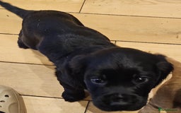 Cocker Spaniel dogs for sale: Cocker spaniel pups - Image 8
