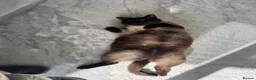 Siamese cats for sale: Seal Point Siamese cat in Birmingham - Advert 3