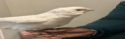 Parrots birds for sale: Tame beared eye cockatoo - Advert 2