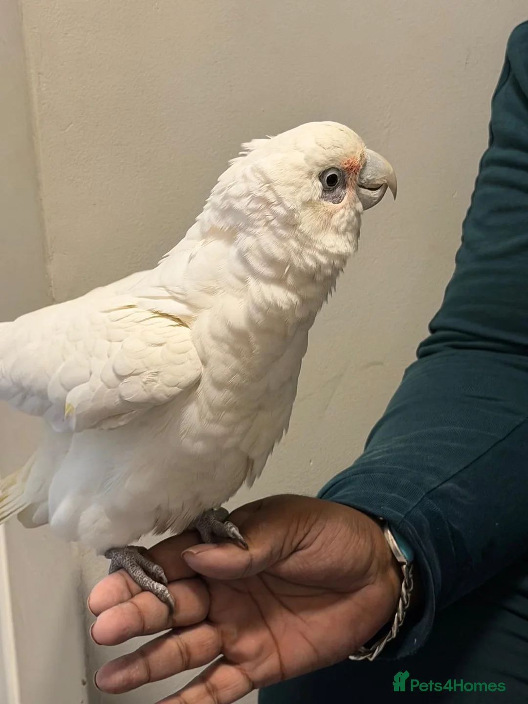Parrots birds for sale: Tame beared eye cockatoo - Advert 2
