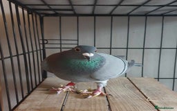 Pigeons birds for sale: Male Pigeon  Perry  - Image 1
