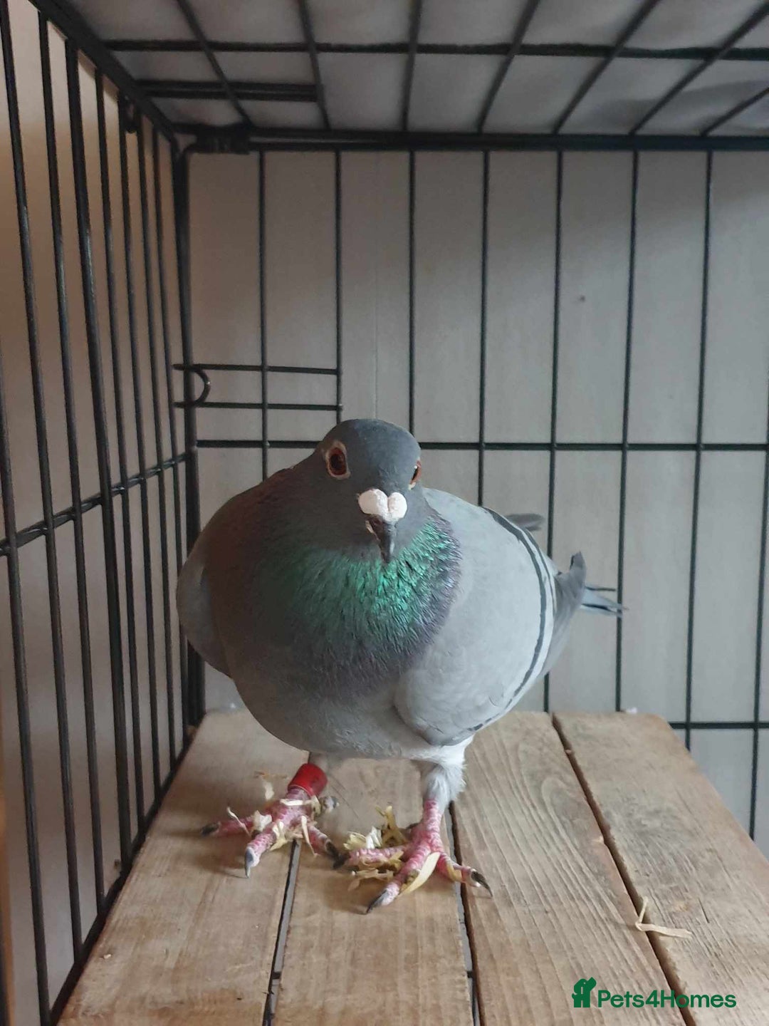 Pigeons birds for sale: Male Pigeon  Perry  - Image 1
