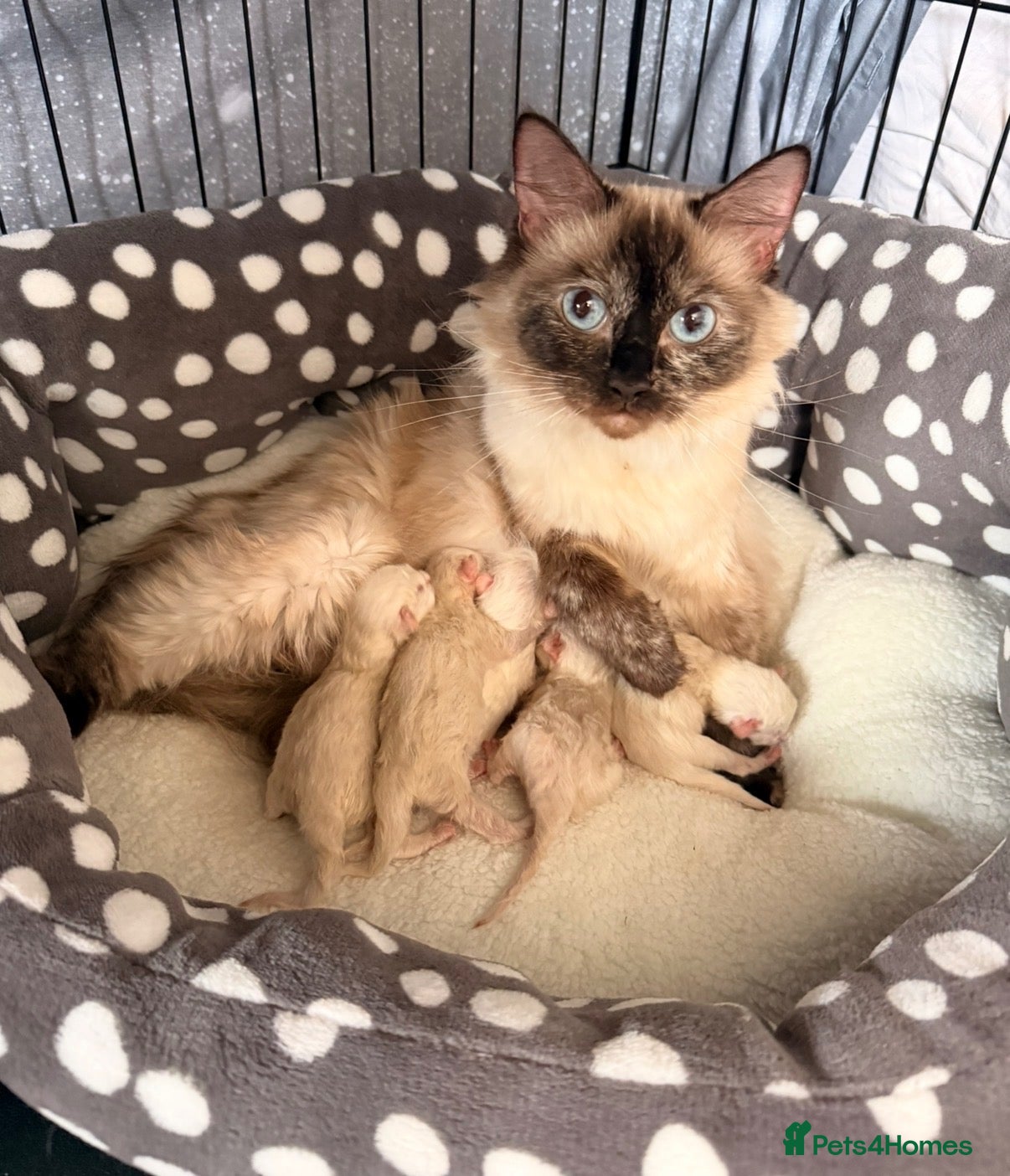 Ragdoll cats 5 beautiful ragdoll kittens  - Advert 2