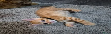 Mixed Breed Kitten 1