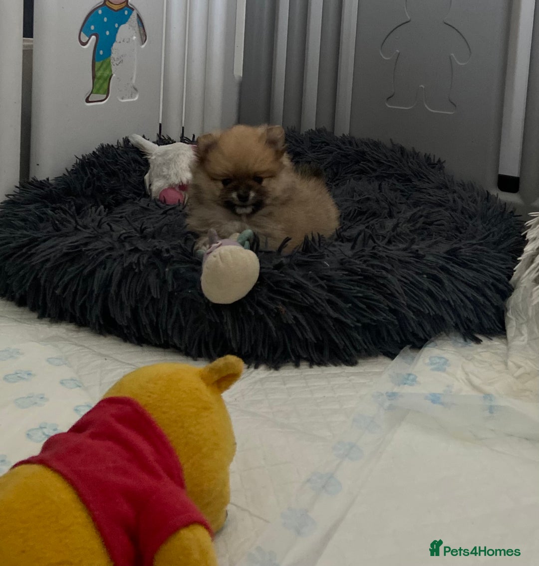 Pomeranian dogs for sale: Beautiful Pomeranian puppies  - Advert 6