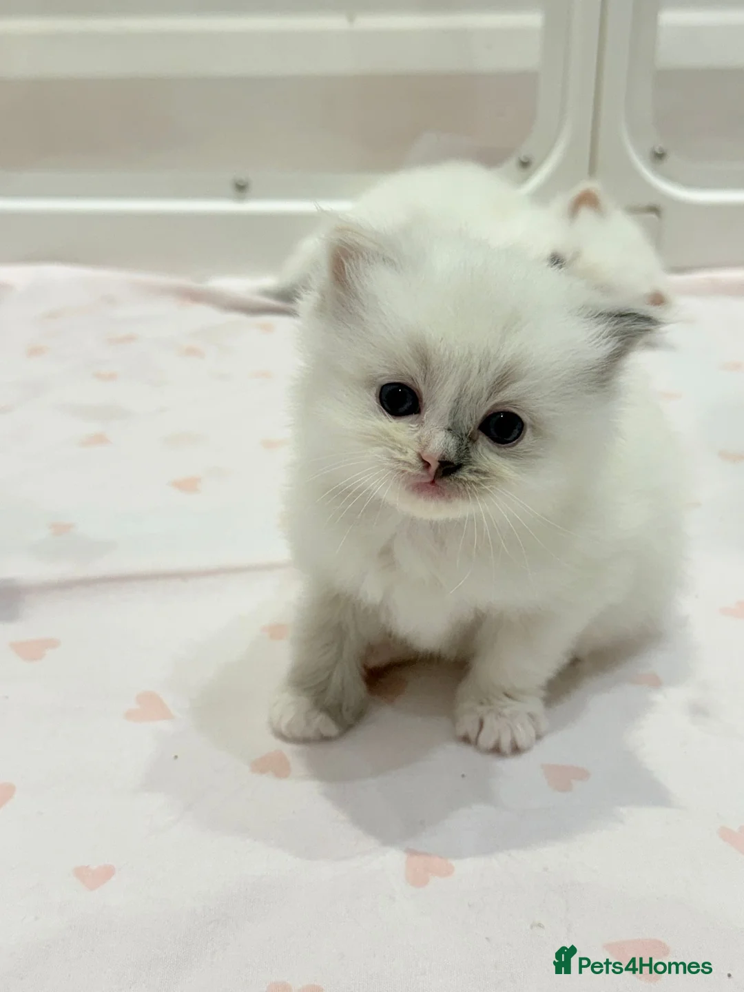 Ragdoll cats for sale: 7 Pedigree Ragdoll Kittens- GCCF registered  - Advert 1