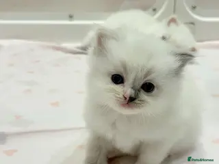 Ragdoll cats 7 Pedigree Ragdoll Kittens- GCCF registered - Advert 15