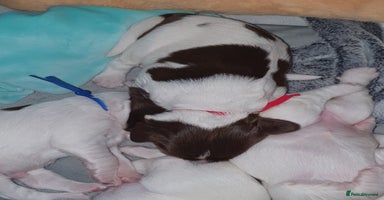 English Springer Spaniel dogs - Advert 3