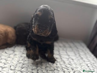 Cocker Spaniel dogs Last one beautiful show cocker spaniel puppys 🐶🐾 - Advert 14