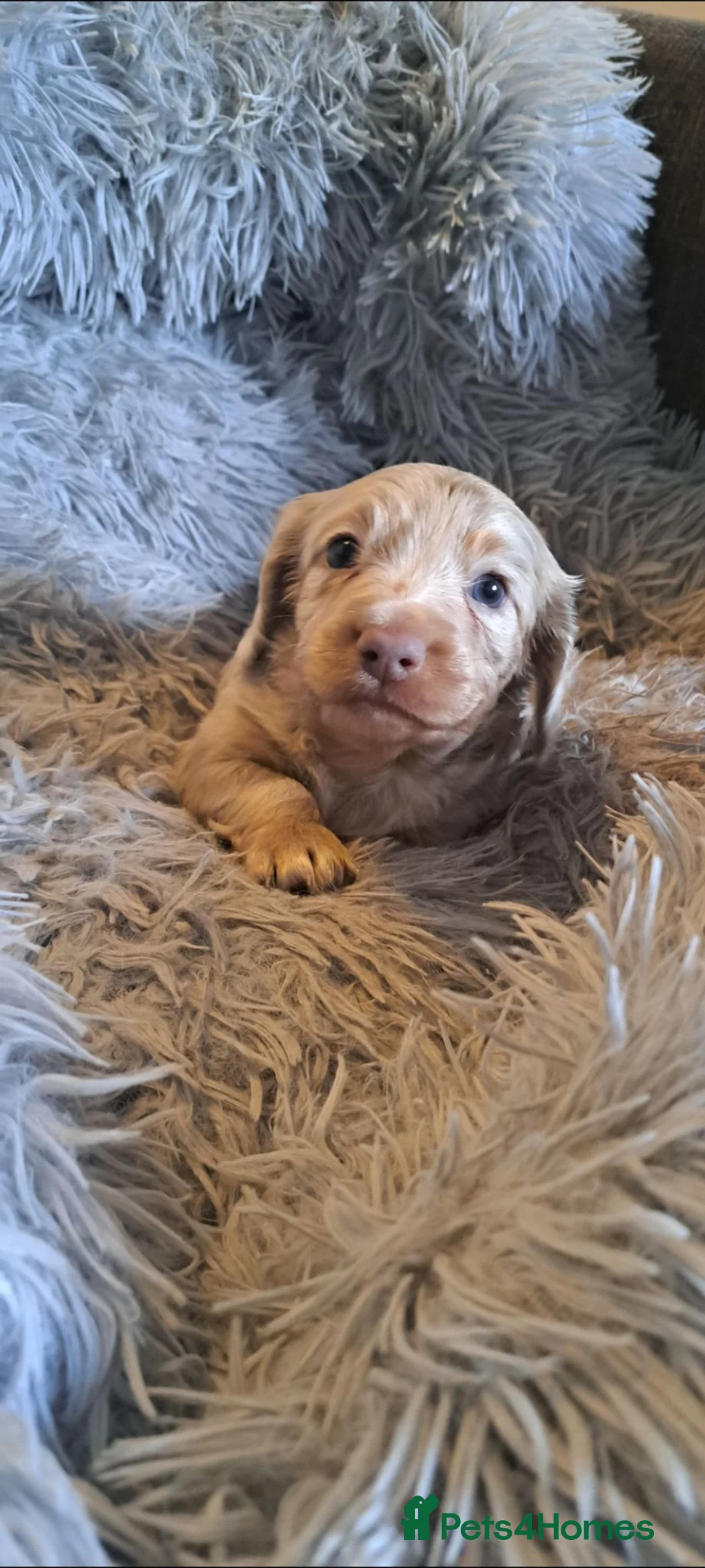 Miniature Dachshund dogs for sale: Stunning dachshund puppies  - Advert 2