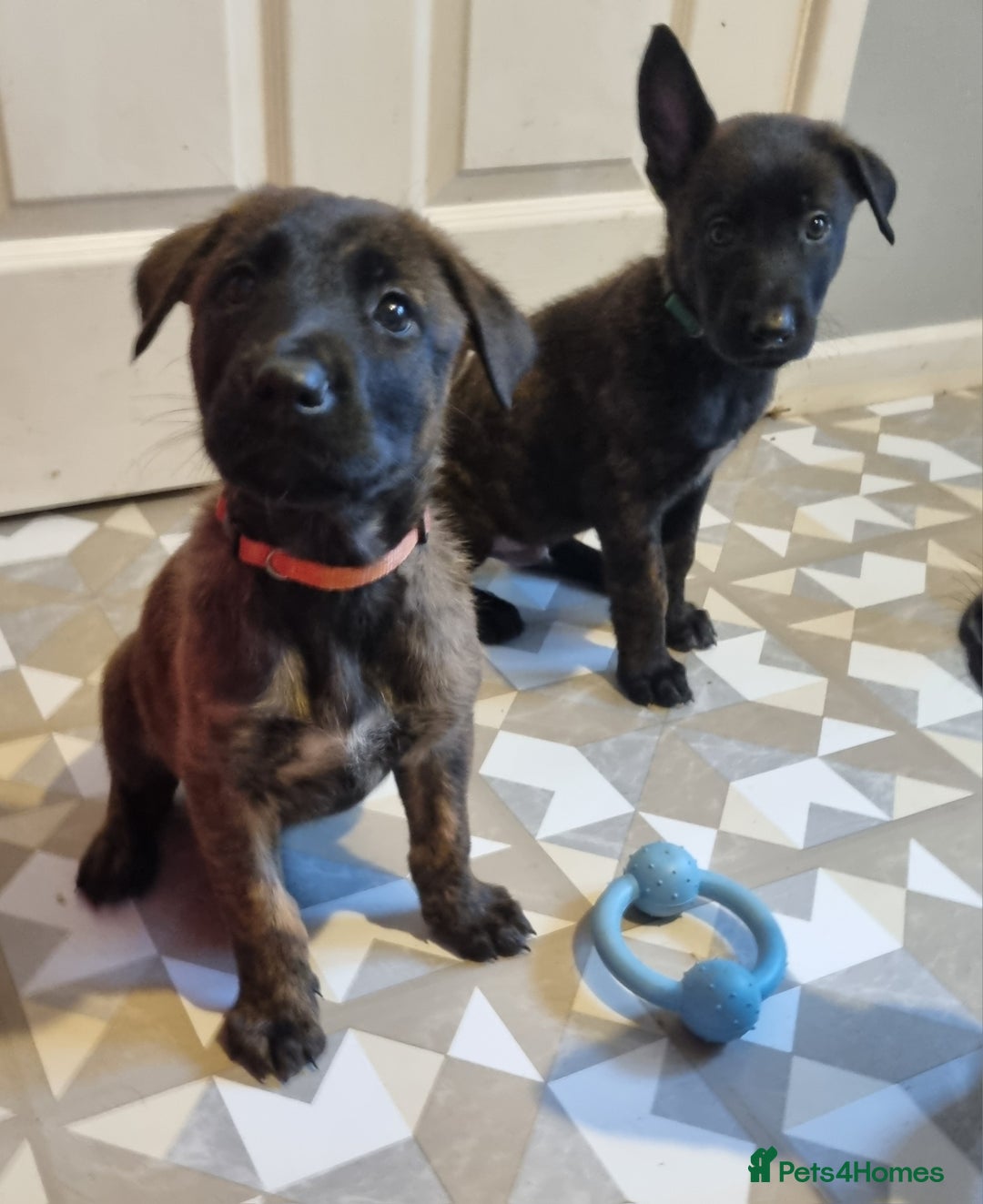 Belgian Shepherd Dog dogs for sale: READY TO GO Mother is Dutch Herder x Malinois  - Advert 8