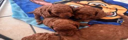 Cavapoo dogs for sale: 💕💕💕  F1 Cavapoo females Deep  Red  puppies  - Advert 4