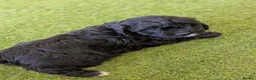 Cavapoo dogs for sale: Meet Oreo – Our Beautiful Sweet Cavapoo - Advert 4