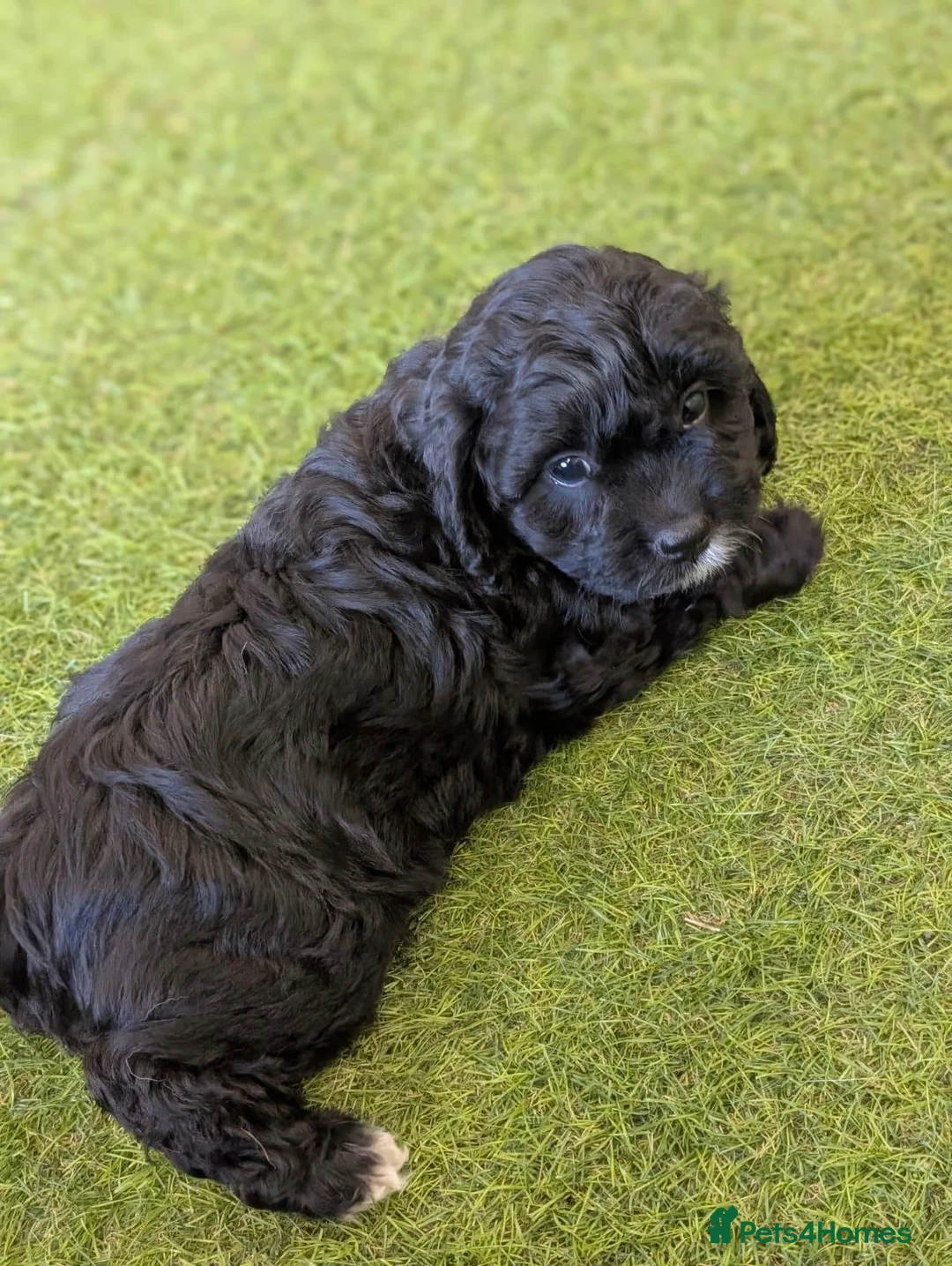 Cavapoo dogs for sale: Meet Oreo – Our Beautiful Sweet Cavapoo - Advert 4