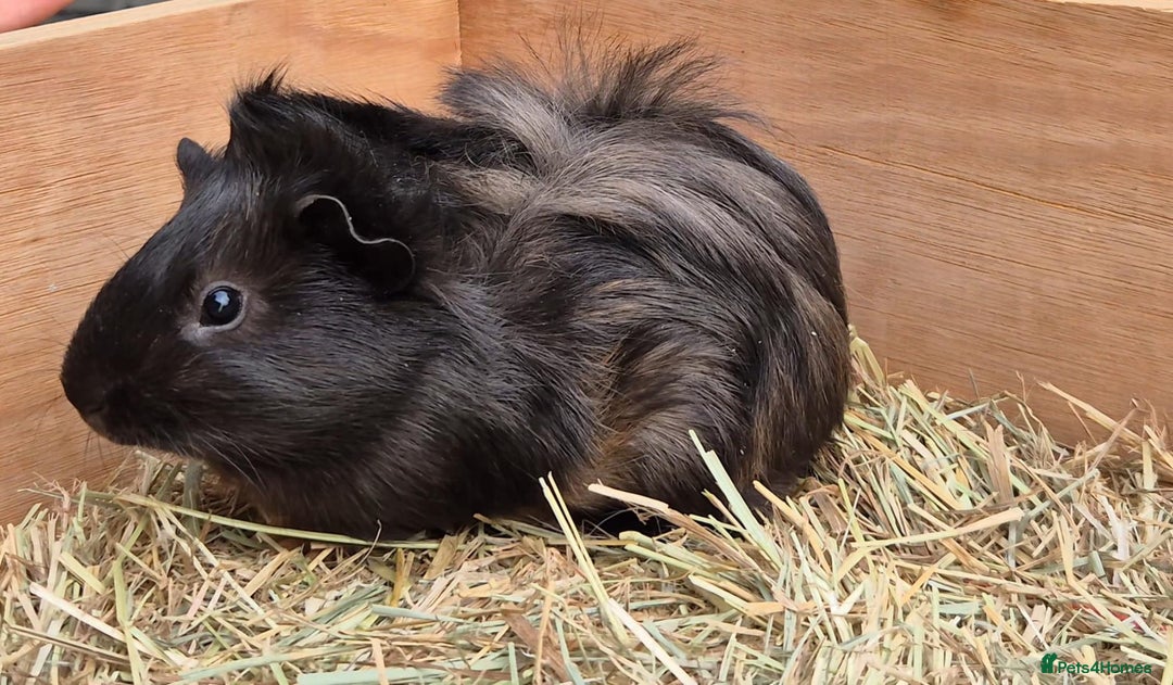 Guinea Pig rodents for sale: Young Guinea Pigs – 3 Litters Ready & Reserve - Image 18