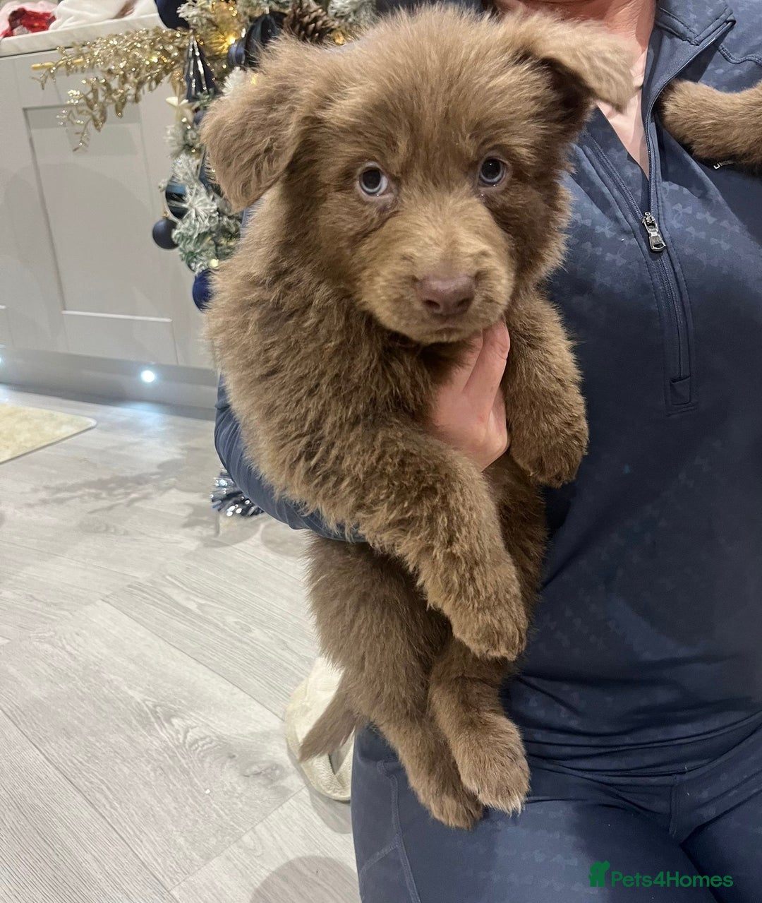 German Shepherd dogs for sale: Working KC GSD German shepherd puppies  - Advert 4