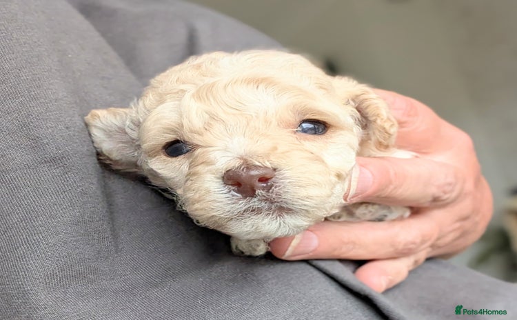 Miniature Poodle dogs - Advert 15