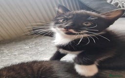 Mixed Breed cats for sale: 1 Gorgeous Tuxedo Girl and 1 male Tuxedo Boy - Advert 9