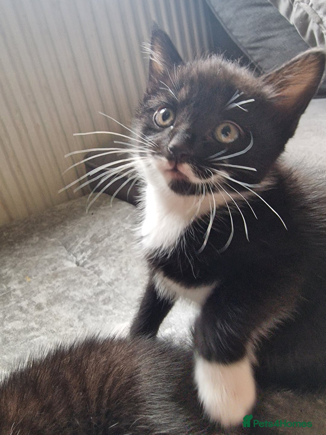 Mixed Breed cats for sale: 1 Gorgeous Tuxedo Girl and 1 male Tuxedo Boy - Advert 9