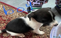 Jack Russell dogs for sale: Jack Russell  - Image 2