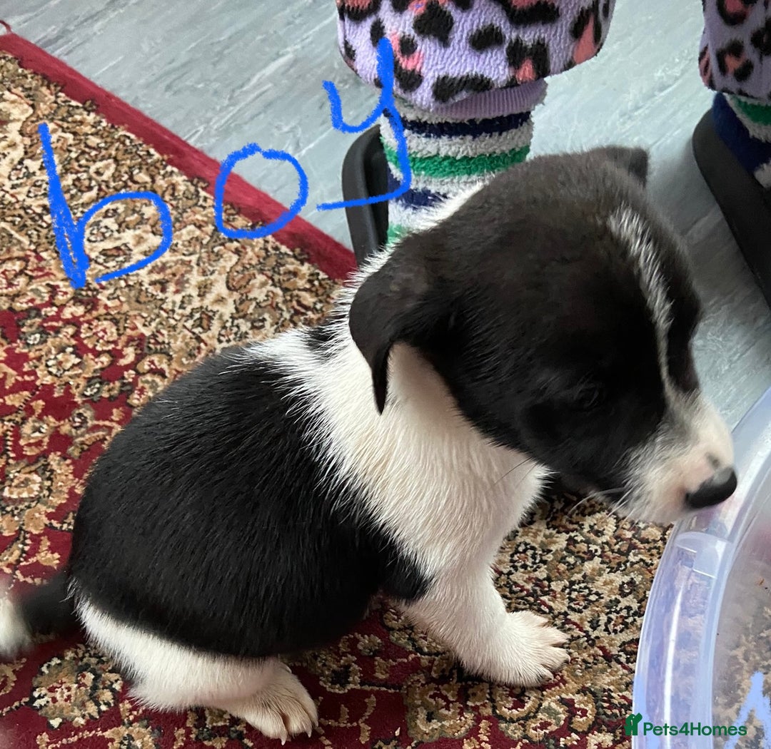 Jack Russell dogs for sale: Jack Russell  - Image 2