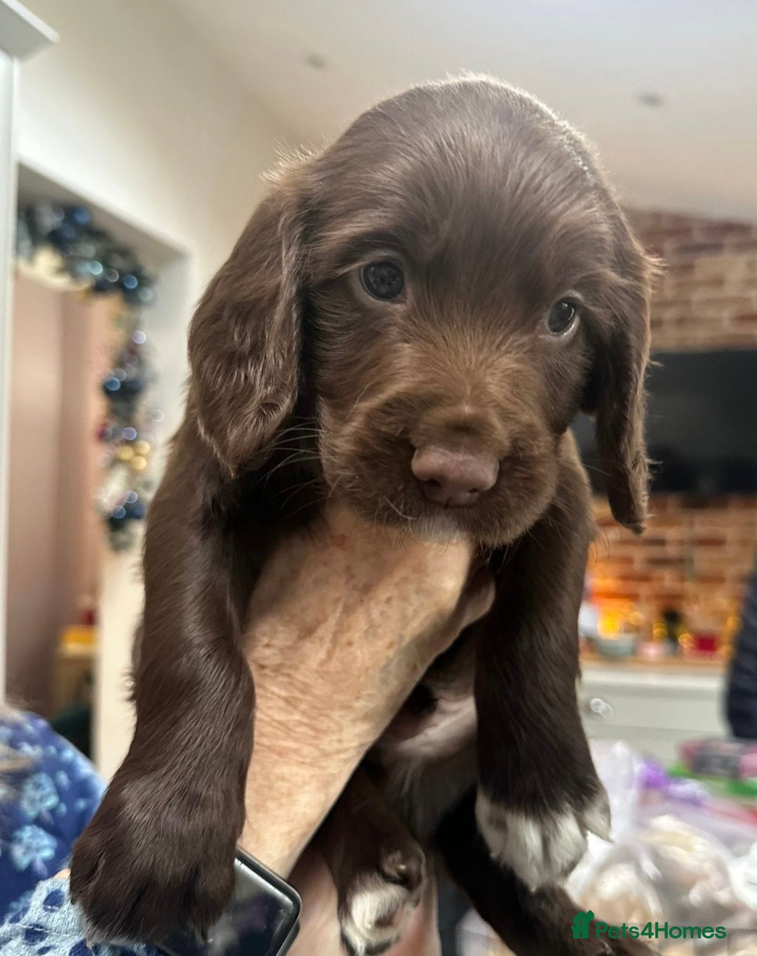 Sprocker dogs for sale: Working Sprocker Spaniels  - Advert 36