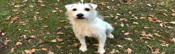 Patterjack dogs for sale: LOVING PATTERJACK NEEDS A FOREVER HOME  in London - Advert 3