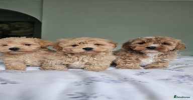 Mixed Breed dogs - Advert 1