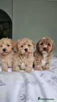 Mixed Breed dogs - Advert 1