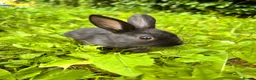 Mixed Breed rabbits for sale: Mixed bunnies  - Advert 4