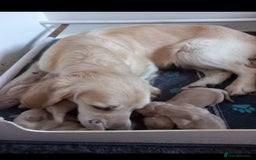 Golden Retriever dogs for sale: STUNNING Golden Retriever pups  - Image 5