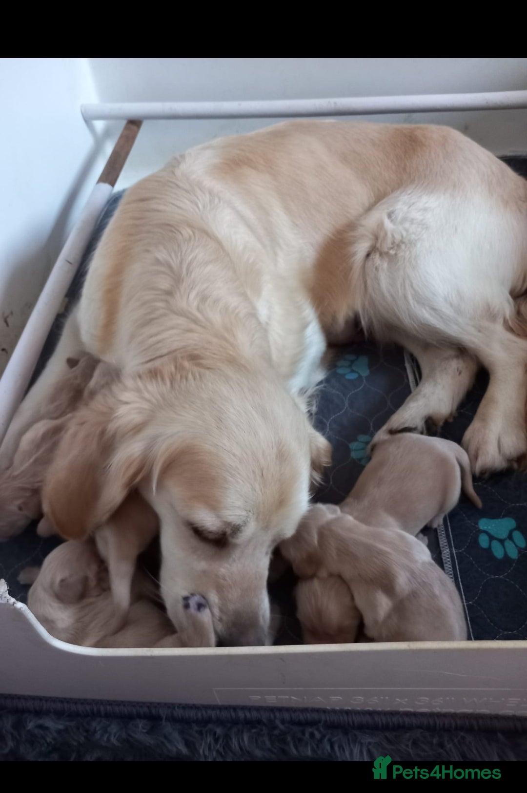 Golden Retriever dogs for sale: STUNNING Golden Retriever pups  - Image 5