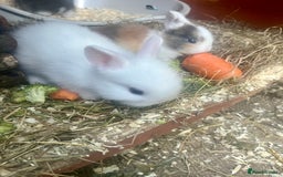 Mini Lion Lop rabbits for sale: Baby bunnies mini lion lops ready now  - Image 16