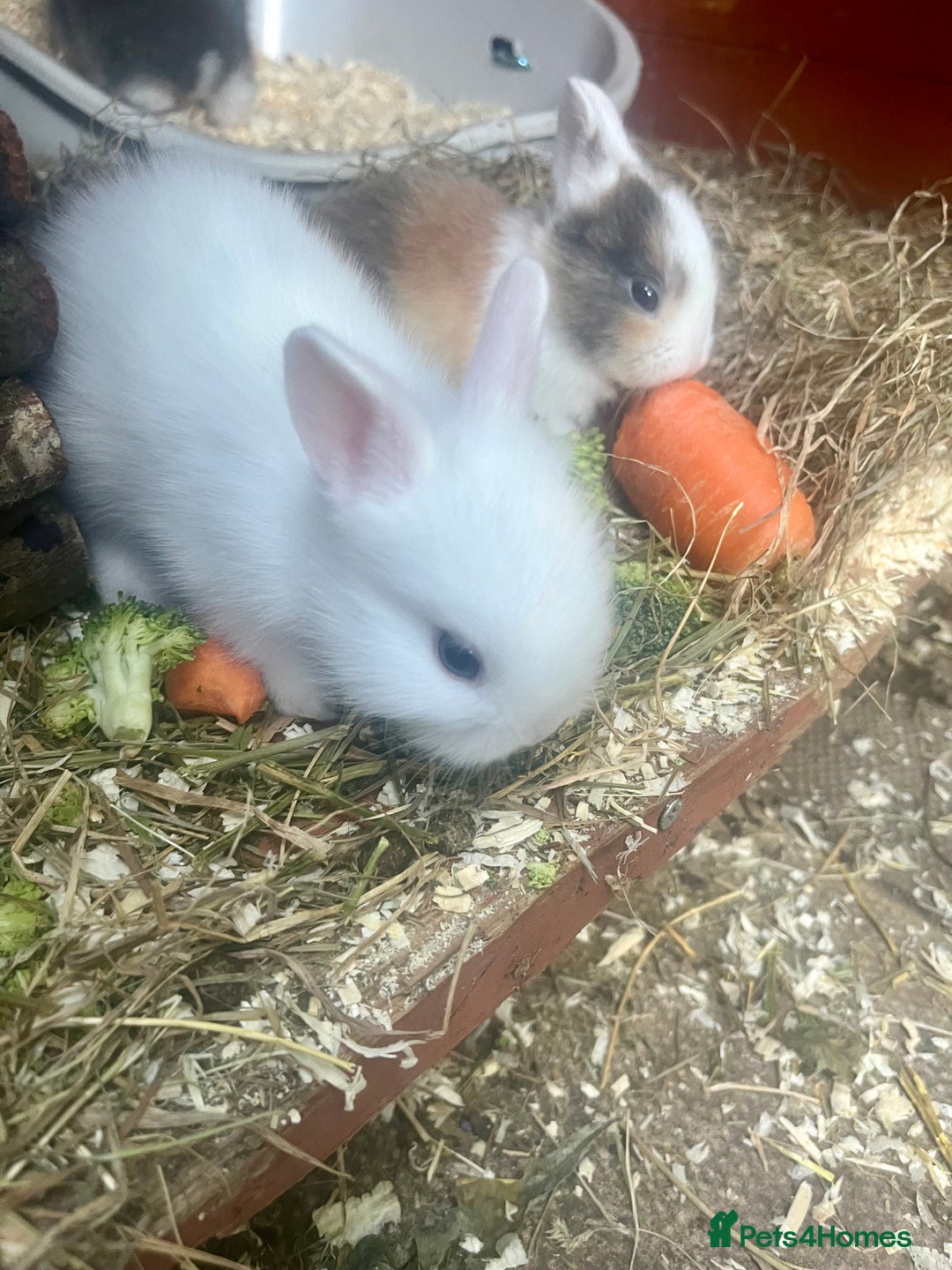 Mini Lion Lop rabbits for sale: Baby bunnies mini lion lops ready now  - Image 16