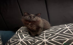 British Longhair cats for sale: Long Hair Black Cat  - Image 4