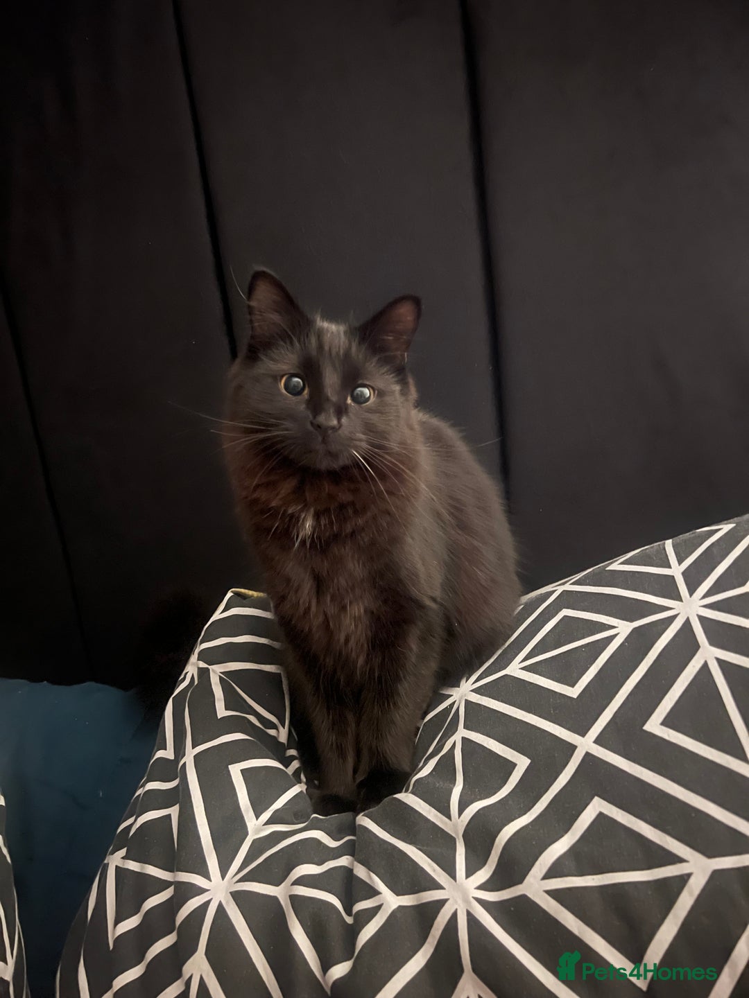 British Longhair cats for sale: Long Hair Black Cat  - Image 4