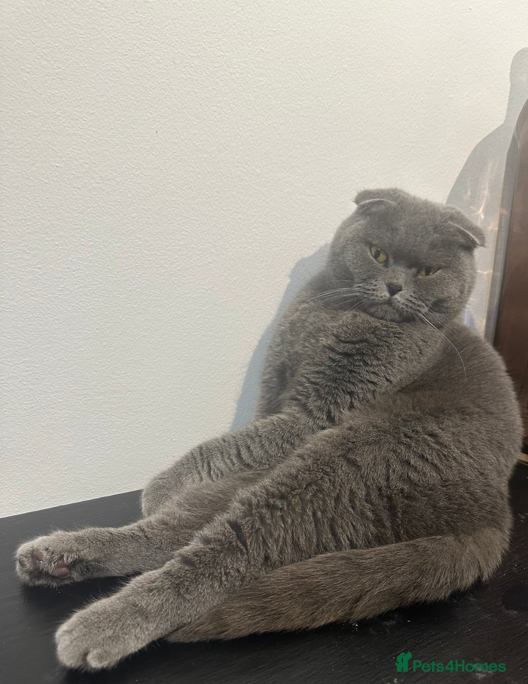 Scottish Fold cats for sale: Ready for his forever home - Image 7