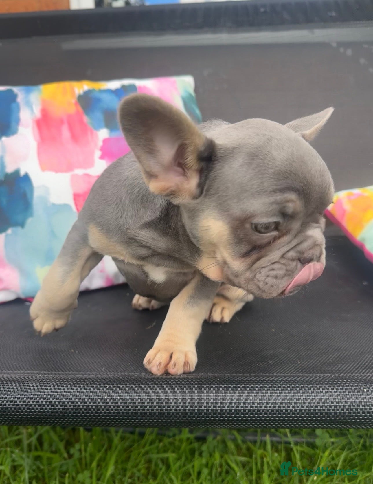 French Bulldog dogs for sale: Frenchie Puppies Ready to go now  in Halesowen - Advert 11