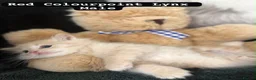 Ragdoll cats for sale: Ragdoll kittens - Advert 18