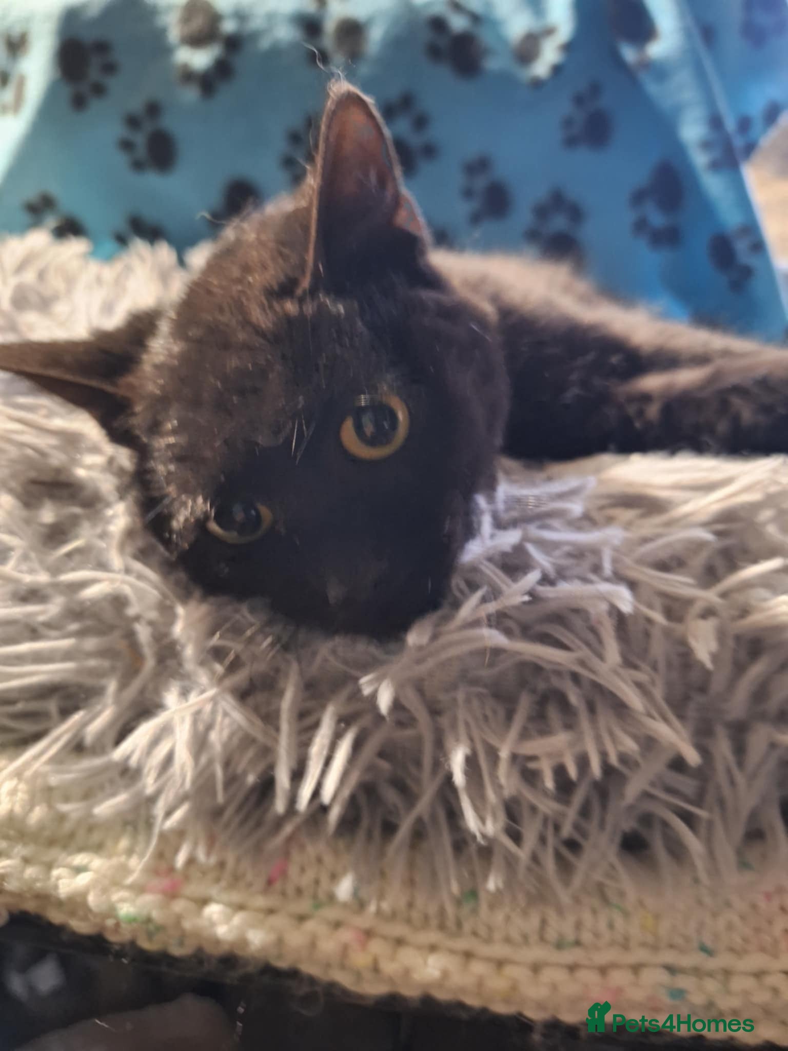 Mixed Breed cats Peach for adoption - Advert 2