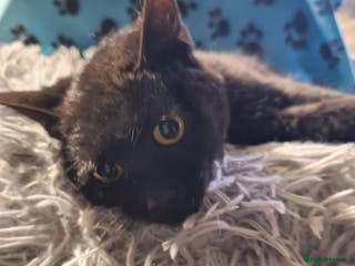 Mixed Breed cats Peach for adoption - Advert 10