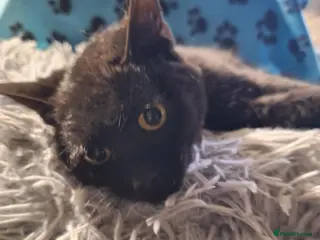 Mixed Breed cats Peach for adoption - Advert 16