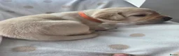Labrador Retriever dogs for sale: Beautiful labrador puppies  - Advert 30